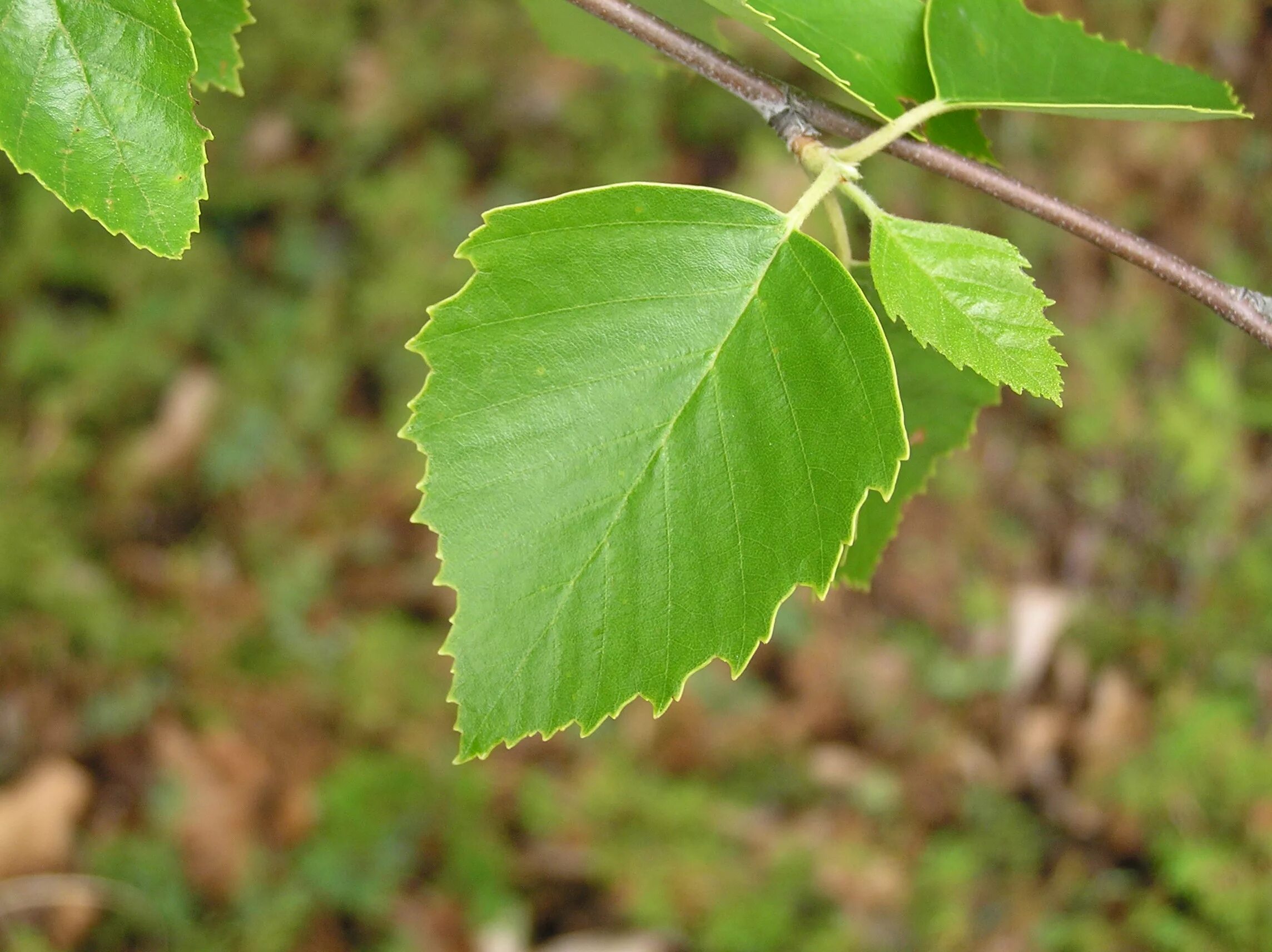 Береза обыкновенная (Betula Alba). Береза плосколистная Betula platyphylla. Береза бородавчатая. Betula листья. Листики березки