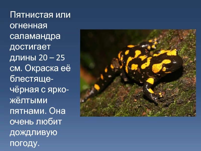 Сообщение о саламандре