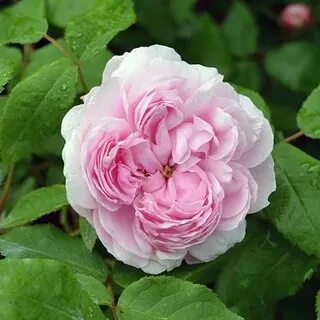 Choose rose