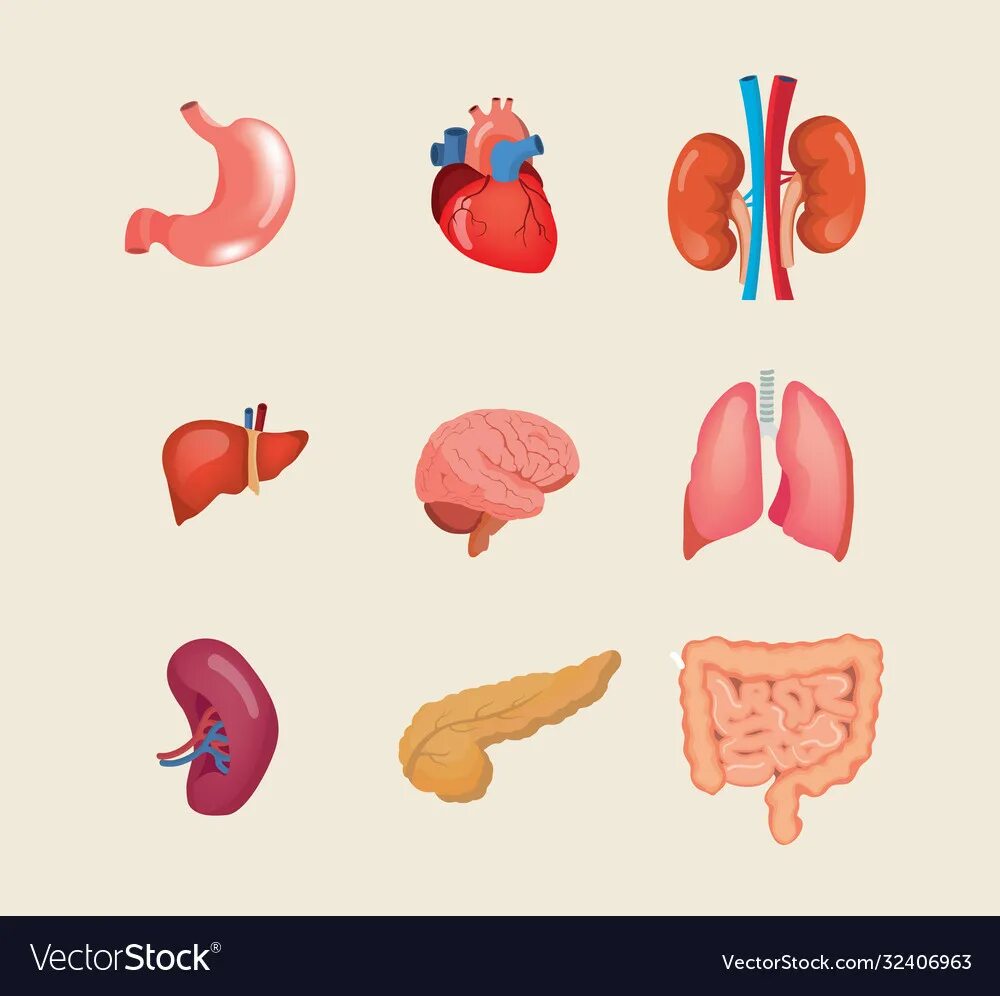 Кишечник кровь почки легкие. Органы человека по отдельности. Внутренние органы для детей. Макет внутренних органов человека. Внутренние органы человека для детей.