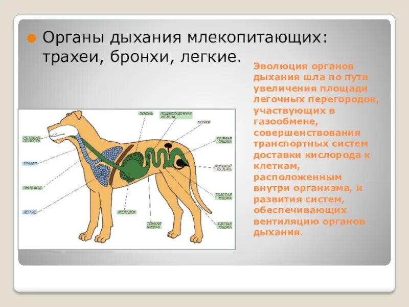 Внутреннее строение млекопитающих кратко. Схема дыхательной системы млекопитающих 7. Органы дыхания млекопитающих. Строение дыхательной системы млекопитающих. Системы органов млекопитающих.