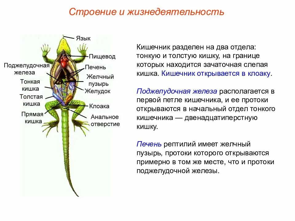 Особенности класса рептилии. Класс пресмыкающиеся общая характеристика. Биология 7 класс пресмыкающиеся или рептилии общая характеристика. Общая характеристика пресмыкающихся 7 класс биология. Характеристика класса пресмыкающиеся.