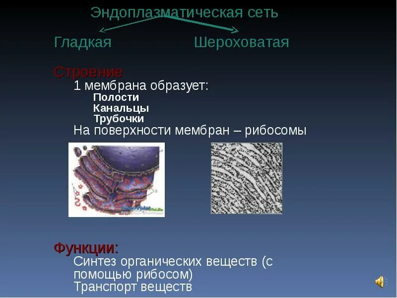 Хлоропласт и эндоплазматическая сеть. Эндоплазматическая сеть гладкая и шероховатая. Шероховатая эндоплазматическая. Эндоплазматическая сеть образована. Гладкая эндоплазматическая сеть строение и функции.