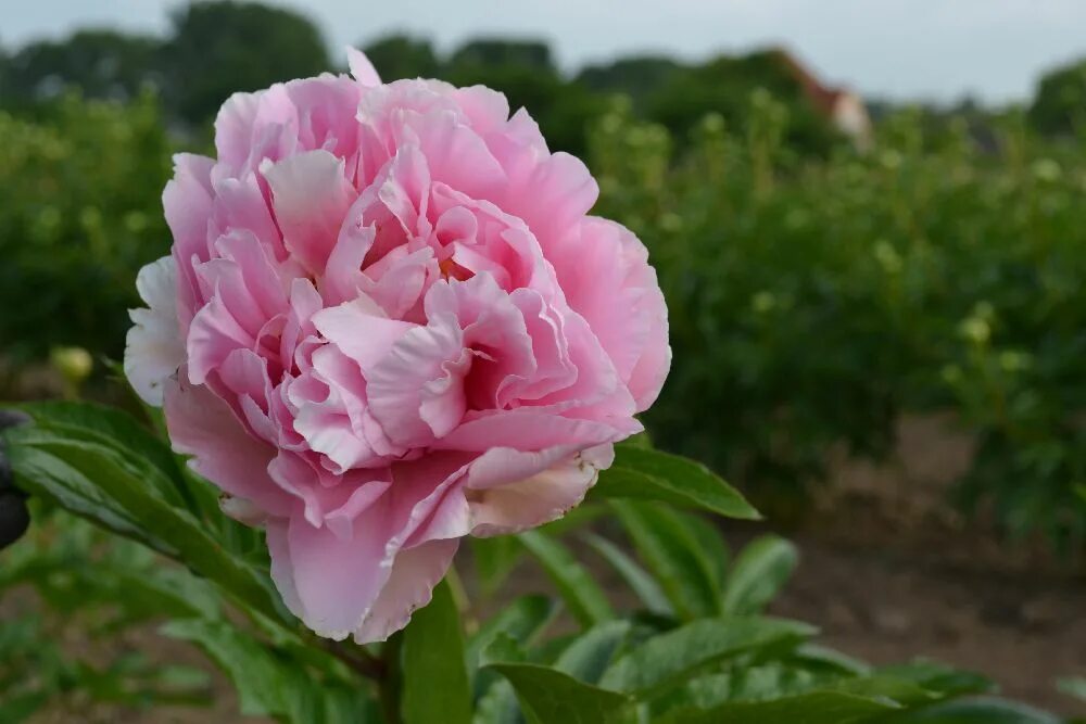 Peony Kevin types and varieties. Peony Kevin - planting, pruning, growing and cu