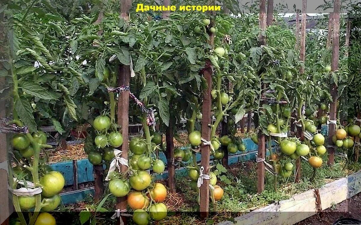 Опора для томатов в открытом грунте. Грядки для томатов. Томат ляна теплица. Подвязывание томатов черри. Подвязка томатов.