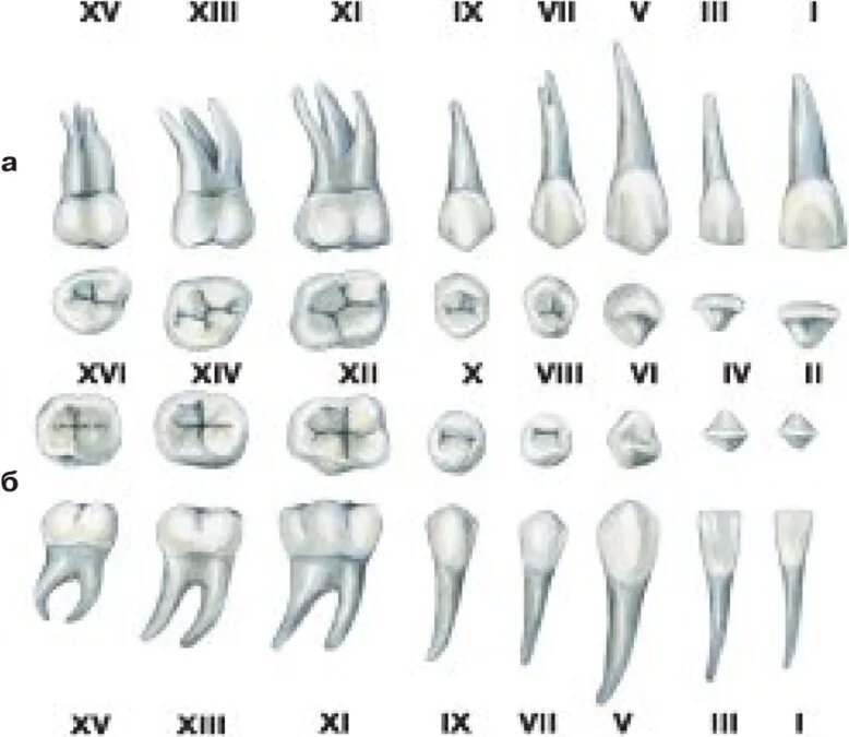 Резцы клыки премоляры моляры. Строение 7 зуба нижней челюсти. Анатомия корневых каналов моляров верхней челюсти.