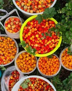 Какую морошку собирают