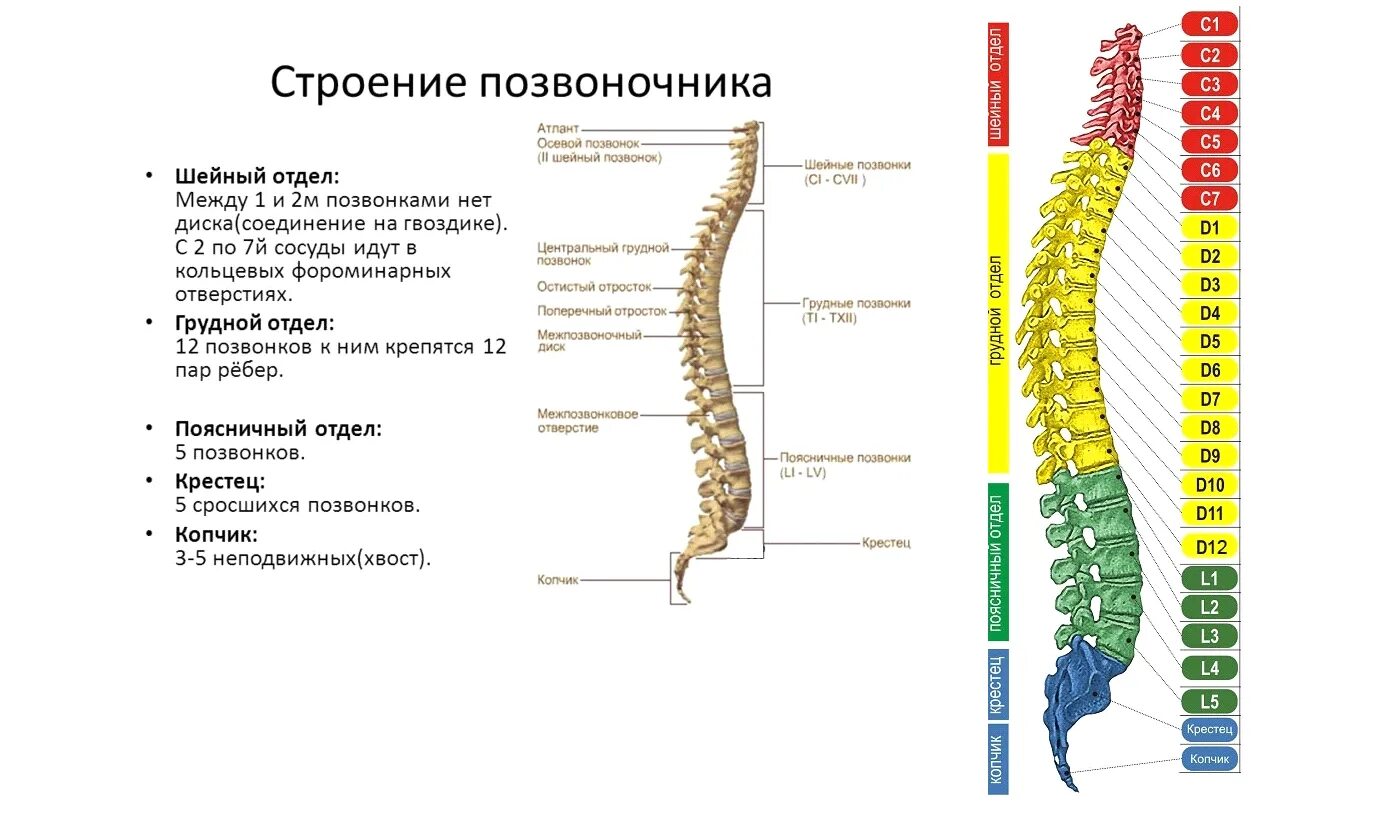 Позвоночный столб отделы строение позвонков. Позвоночник строение анатомия грудной отдел позвоночника. Позвонки l1 th7. Строение позвоночника спереди. Сколько позвонков содержит позвоночник