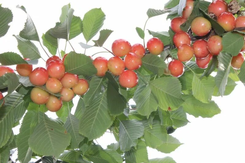 сорт черешни барыня. горно алтайская китайка яблоня. саженцы алтая. клюква крупноплодная бен лир. яблоня полукультурка, сувенир алтая.