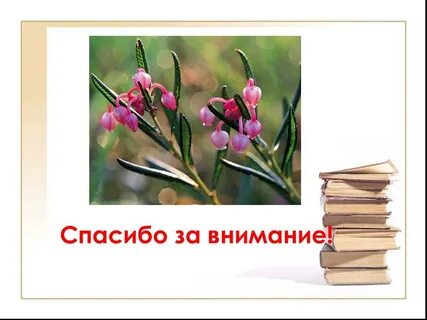 Спасибо за внимание растения