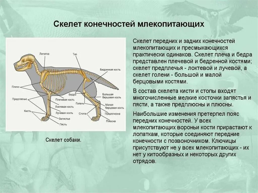 Внешнему, скелет, внутреннее строение млекопитающих. Скелет пояса задних конечностей млекопитающих. Скелет собаки 7 класс млекопитающие. Строение скелета млекопитающих 7 класс. Функции пояса передних конечностей млекопитающих