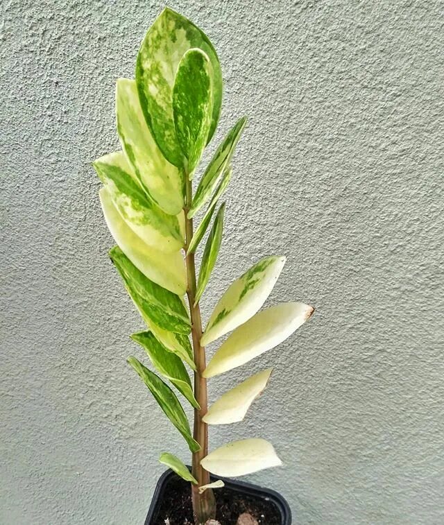 Замиокулькас вариегатный. Замиокулькас long Leaf. Замиокулькас зебрина. Замиокулькас Блэк Лив. Замиокулькас шорт