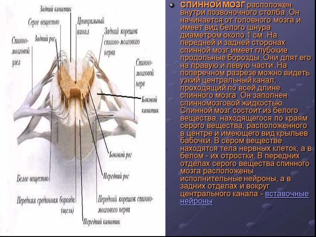 Серые столбы спинного мозга. Передние и задние столбы спинного мозга. Задний канатик спинного мозга расположен. Передние и задние столбы серого вещества. Спинной мозг расположен внутри он начинается.