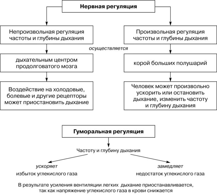 Гуморальная регуляция дыхания схема. Нервнорефлекторная регуляцт дыхания. Регуляция дыхания нервная и гуморальная схема. Рефлекторная регуляция дыхания схема.