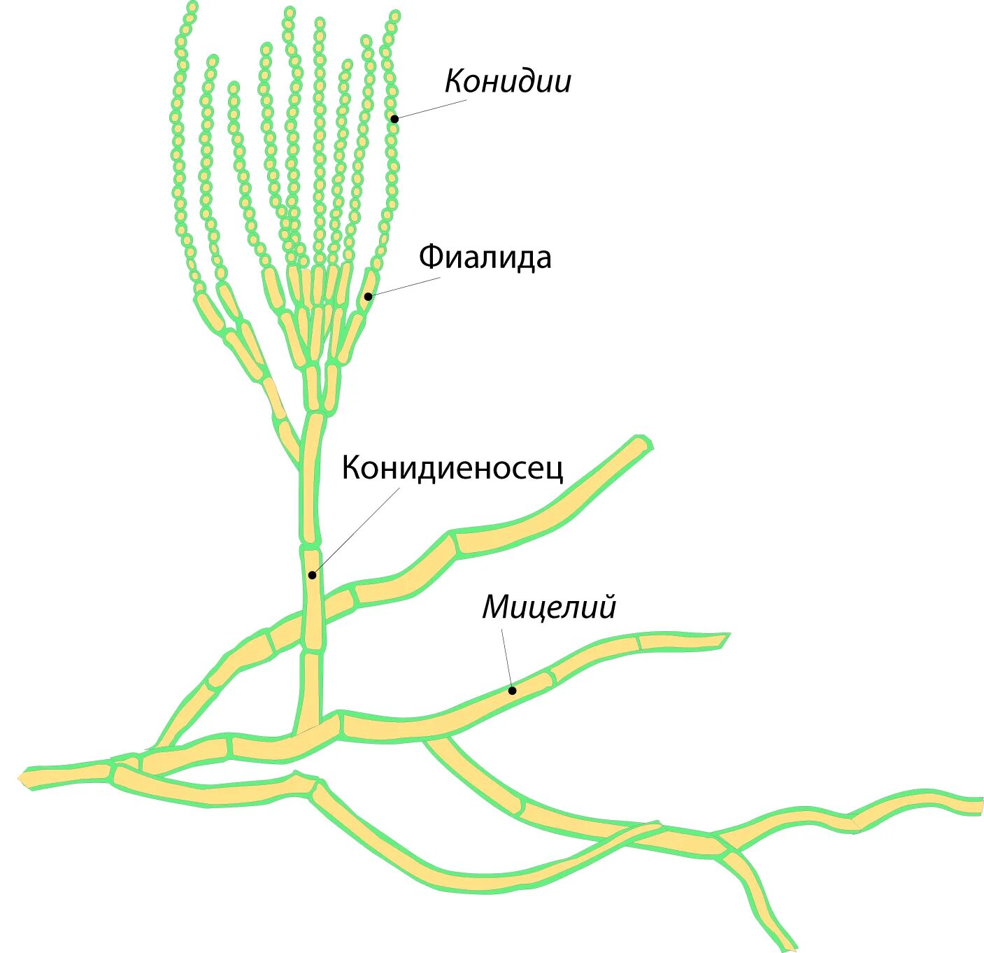 Мицелий пеницилла. Гриб пеницилл строение. Пенициллин гриб строение. Мицелий грибов пеницилл. Мицелий гриба пеницилла
