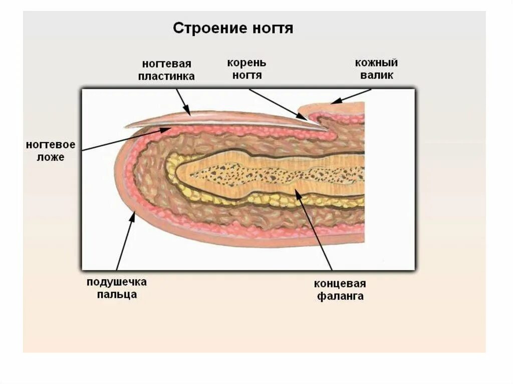 Ногтевая структура. Строение ногтевой пластины биология. Строение ногтевой пластины анатомия. Строение ногтя. Строение ногтя человека.