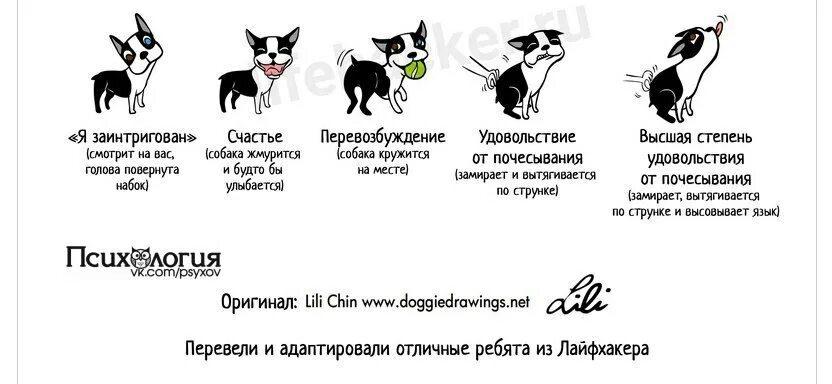 Приложение язык собаки. Язык собак как понять. как понять собаку. язык собак как понять собаку. знаки общения собак.