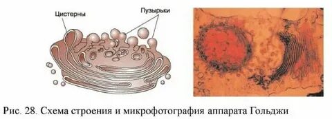 Секреторный пузырек это лизосома