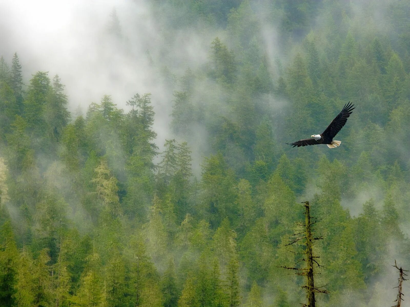 Природа птицы. Птицы над лесом. Орел в небе над лесом. Парящая птица.