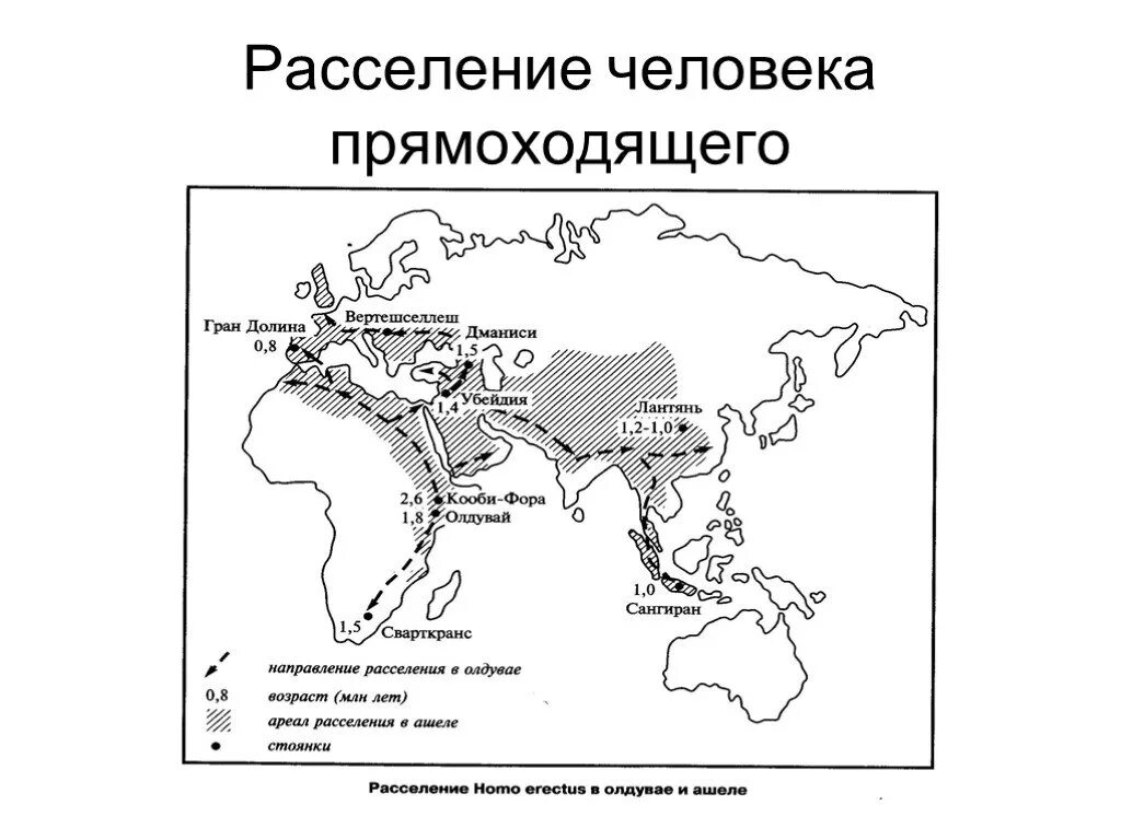 Расселение древних людей. Расселение человека прямоходящего на карте. Питекантроп ареал обитания. Homo Erectus ареал обитания. Расселение homo Neanderthalensis.