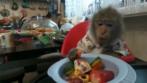 В обоих домах прекрасный шимпанзе вкусная салями