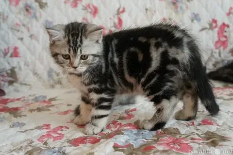 Кошки ярославля
