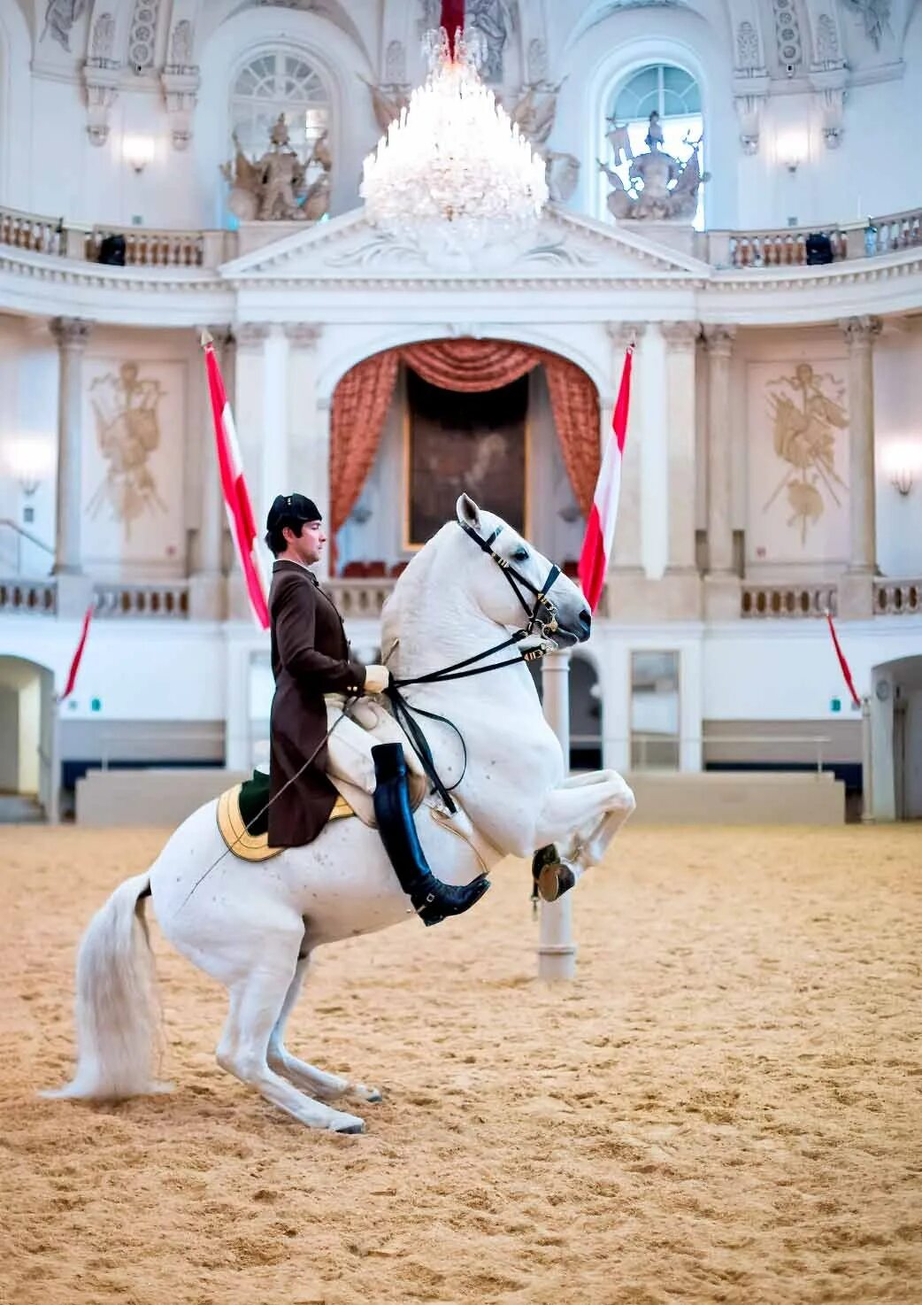 Липицианская лошадь. Испанская школа верховой езды в Вене. Липицианская порода. Липицианская порода лошадей. Левада испанская школа верховой езды.