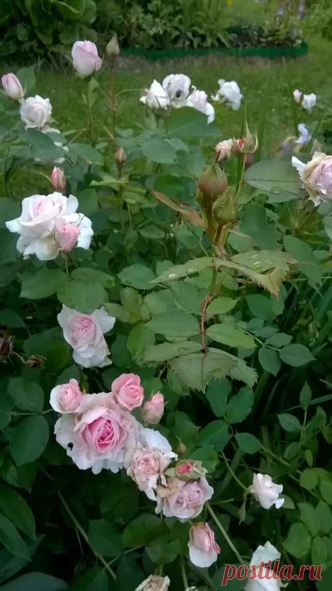 Morden Blush Rose Planting roses, Rose, Plants