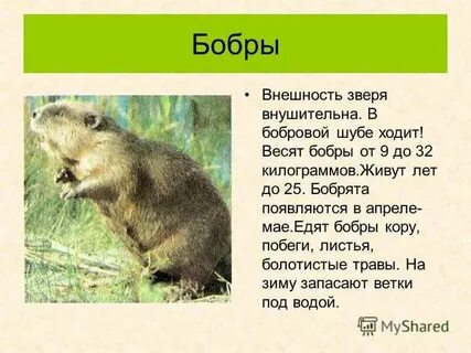 Продолжительность жизни бобра