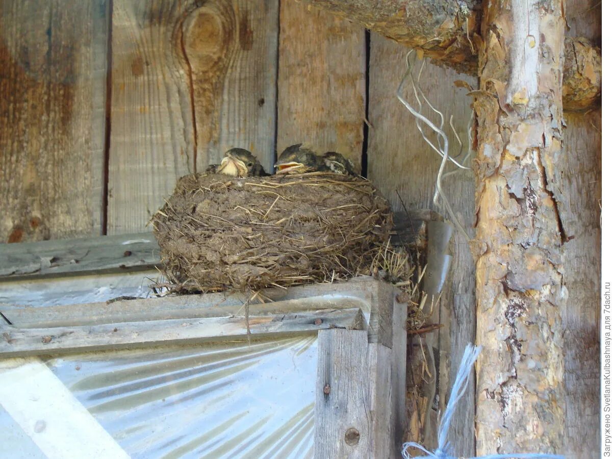 Гнезда птиц под крышей дома. Гнездо под крышей. Гнезда для птиц в стайке. Воробьиное гнездо. Воробьиные гнезда под крышей.
