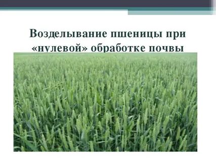 Озимая рожь технология