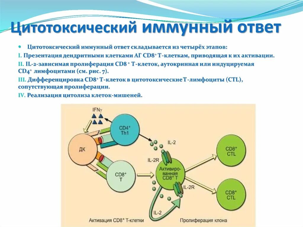 Рнк блокирует. Цитотоксический клеточный иммунный ответ, клеток,. Клеточный цитотоксический иммунный ответ этапы. Схема цитотоксического клеточного иммунного ответа. Схема клеточного иммунного ответа цитотоксического типа.