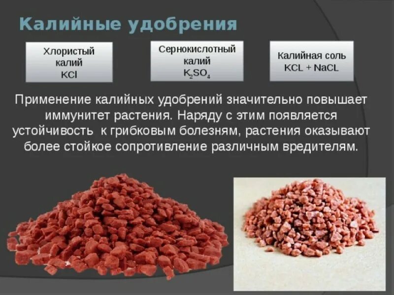 Как производят калий. Калийная соль удобрение формула. калийная соль, хлористый калий формула. внешний вид калийных удобрений. колийстоя соль применение.