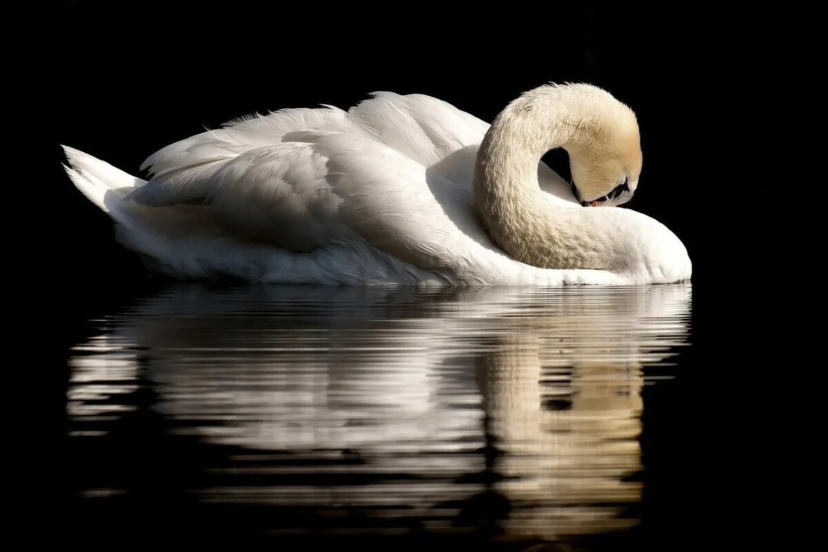 Swan b
