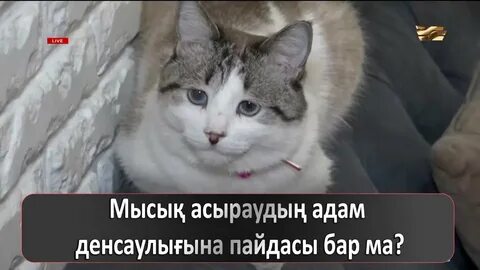 Макро порнографиялық соққылар