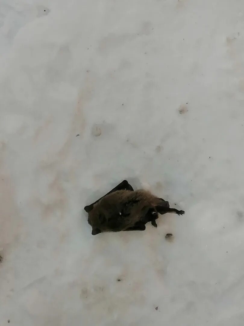 Нашествие летучих мышей в австралии. Мертвые летучие мыши раздробленные. Размножение рукокрылых. Мертвая летучая мышь. Размножение летучих мышей.