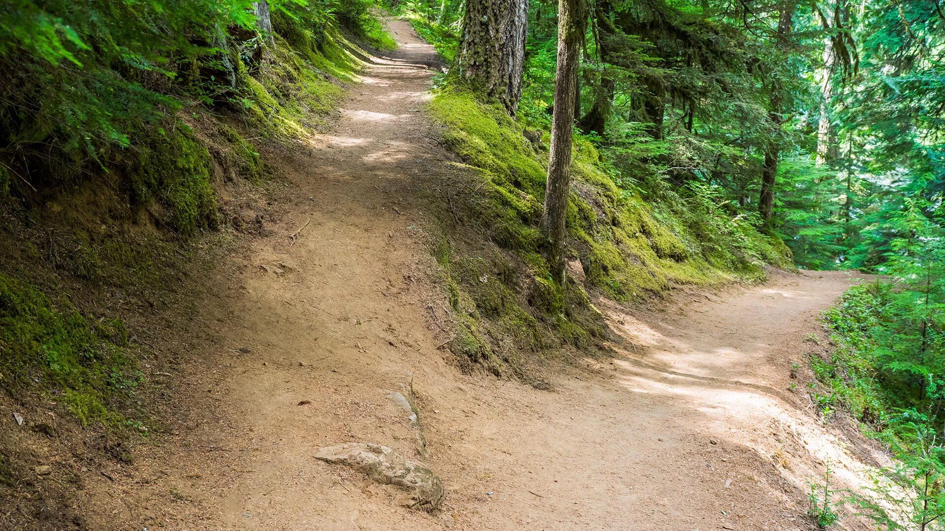 Налево лес. Красивые леса. Налево лес. Экотропа сосновый лес. Налево лес.