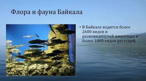 Животный мир озера байкал 6 класс