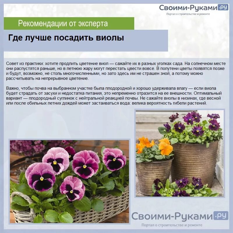 Виола рогатая ампельная. Рассада«Анютины глазки», «Виола». Виола Виттрока схема посадки. Виола схема посадки. Как сажать анютины глазки семенами