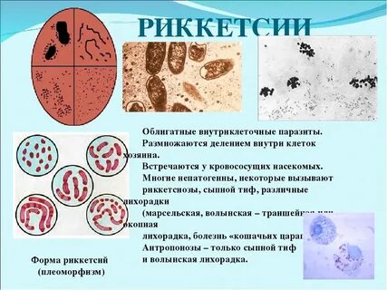 Клеточные паразиты