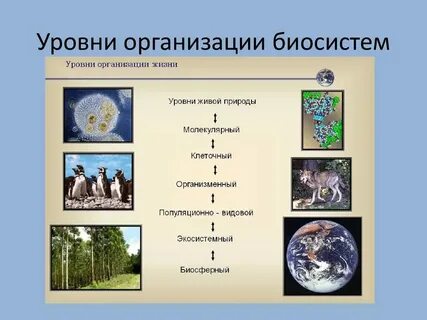 Последовательность элементов биологических систем