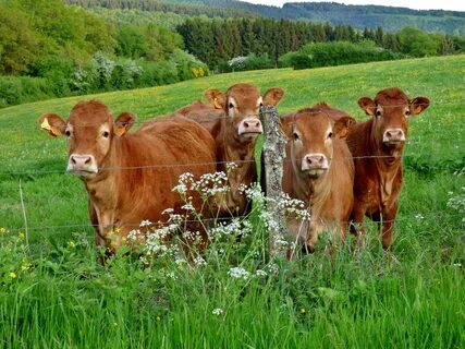 Cows farm