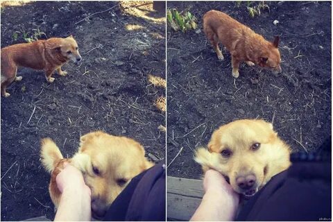 Женщин и собак обижать
