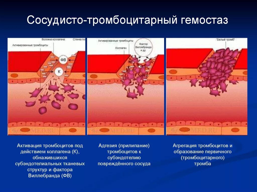 Этапы сосудисто-тромбоцитарного гемостаза схема. Фаза адгезии сосудисто-тромбоцитарный гемостаз. Механизм сосудисто тромбоциты гемостаз. Механизмы тромбообразования сосудисто тромбоцитарный гемостаз. Факторы образования тромба