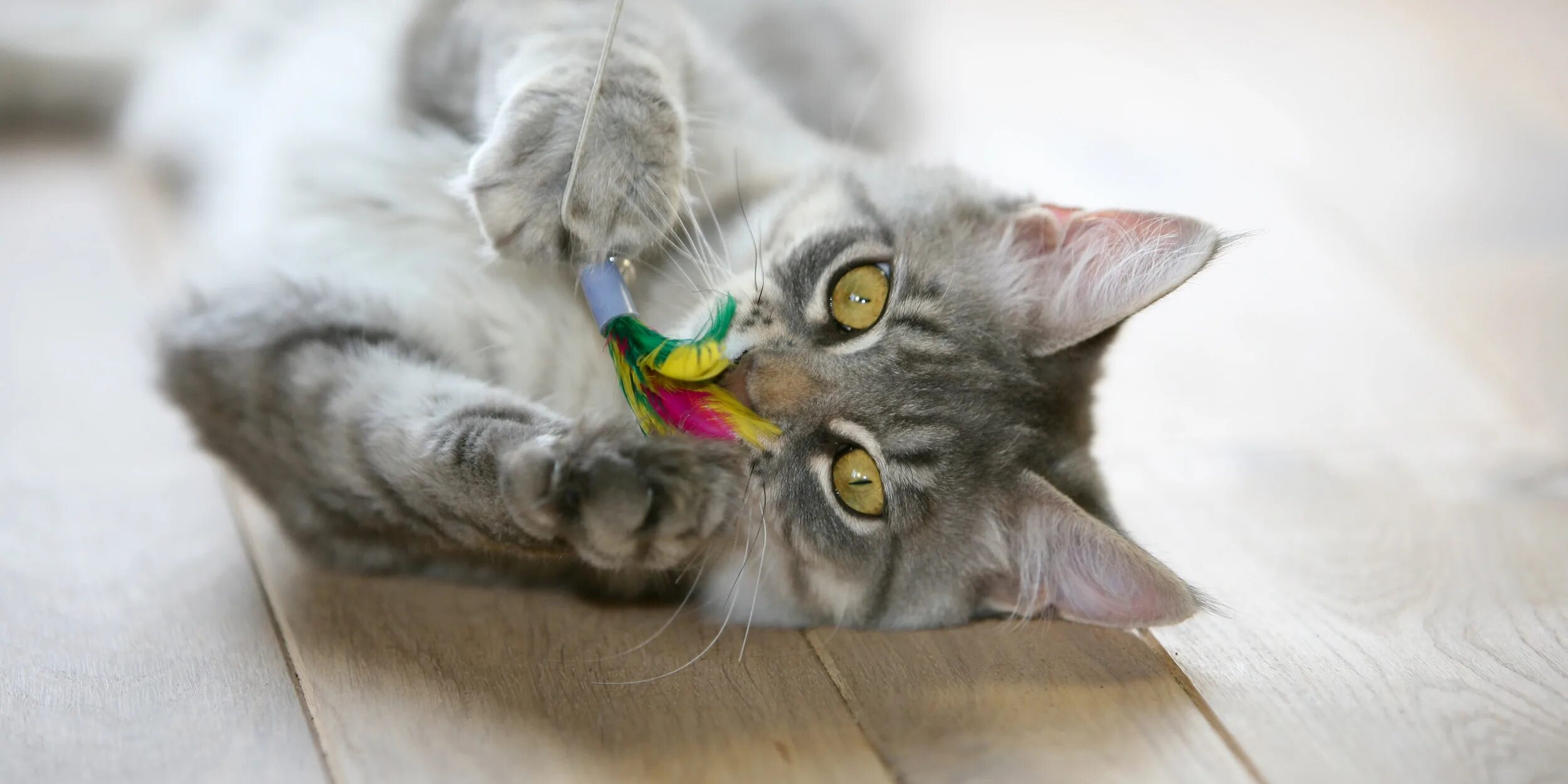 Как выглядит кот дремот. Котенок играет. нервная кошка. кошка играется. котейка тв животные.