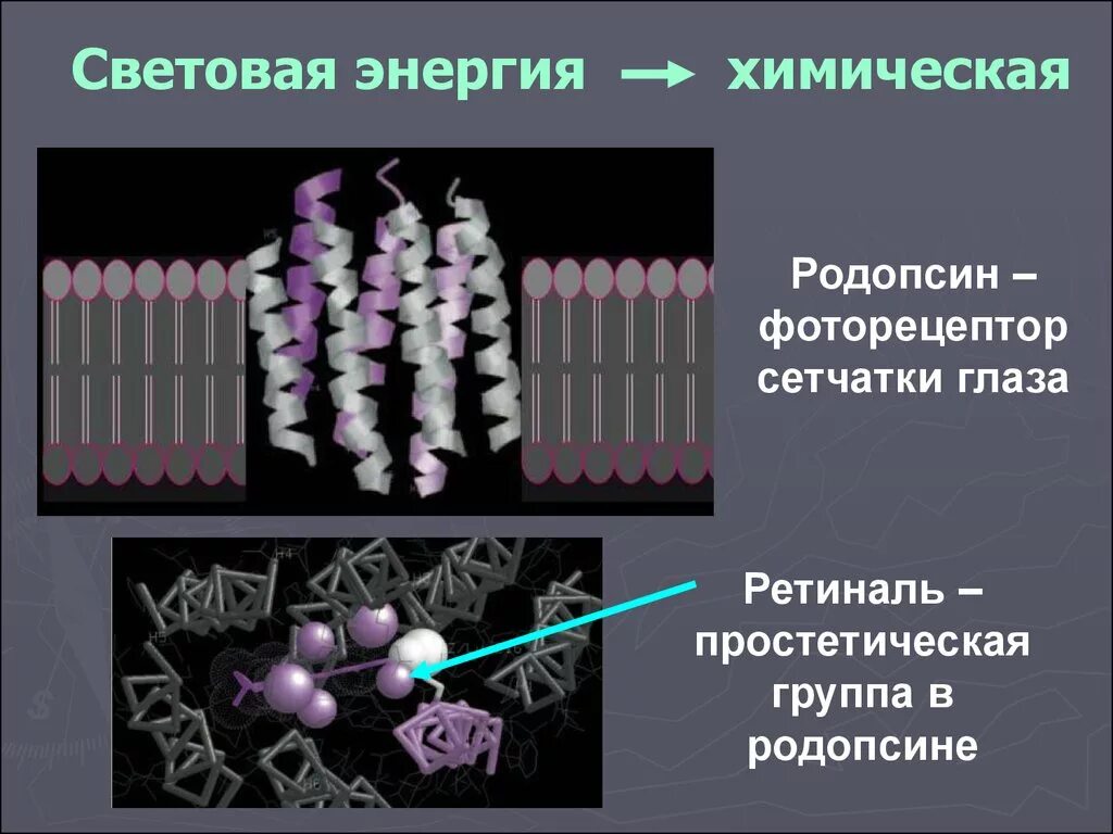 Зрительный пигмент родопсин. Белок родопсин функция. Родопсин в палочках. Родопсин сетчатки функция. Сетчатка родопсин палочка