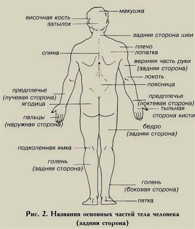 Места на руке. Части тела человека сзади. Как называются все части тела сзади у человека. Части тела человека схема сзади. Человеческое тело с названиями частей.