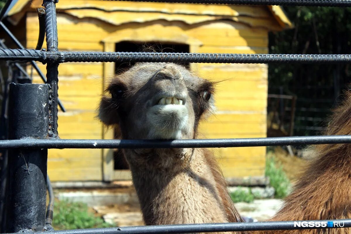 Баба фрося астрахань. Город животных омск. Животный мир омска. Экоцентр омск зоопарк. Животные в омском зоопарке.