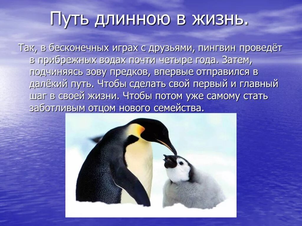 Рассказ про пингвина 1 класс. Императорский Пингвин презентация. Интересное о пингвинах для детей. Описание пингвина. Презентация пингвины для дошкольников.