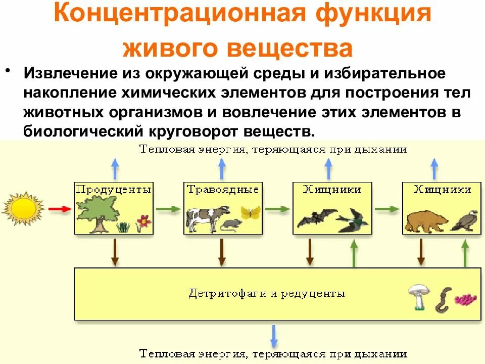 В чем участвуют живые организмы. Концентрационная функция живого вещества в биосфере. Энергетическая функция живого вещества. Энергетическая функция живого вещества биосферы. Контрационная функция биосферы.